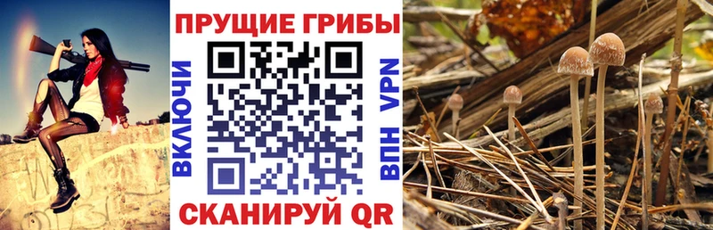 магазин Кропоткин это Telegram Псилоцибиновые грибы Psilocybe